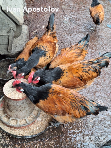 Яйца разплодни от Форверк