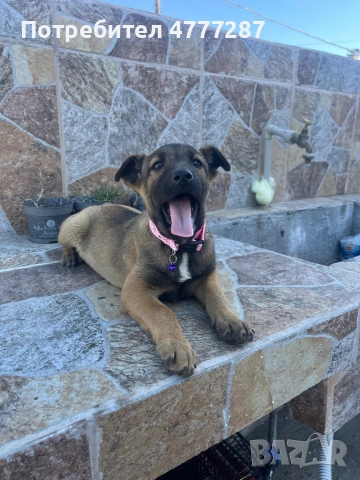 Кръстоска ….. белгийска Малиноа Последно женско, снимка 3 - Белгийска овчарка - 54312553