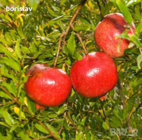 Нар(калинка) сортове - уондърфул и 128