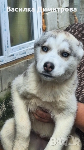 продавам сибирски хъскита и аляски маламут на 3 месеца 