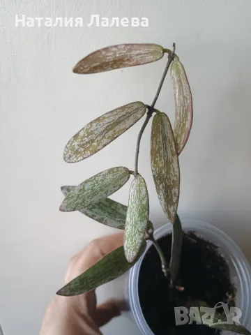 Хоя, hoya sigillatis
