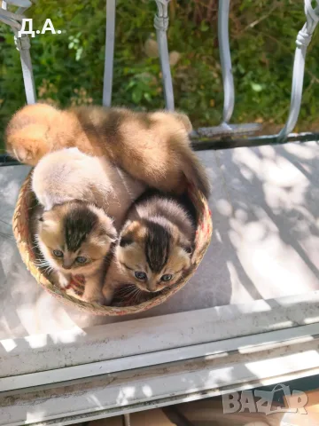 🐾 Чистокръвни котенца Scottish Fold / Scottish Straight – Golden & Silver 🐾, снимка 11 - Чинчили - 55353347