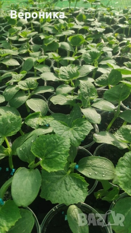 Предлагам разсад красивици , тиквички,диня , пъпеши , снимка 4 - Разсади - 54238563