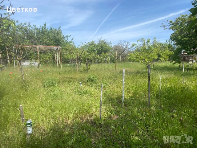 Продавам лозе, снимка 9 - Земеделска земя - 54776646
