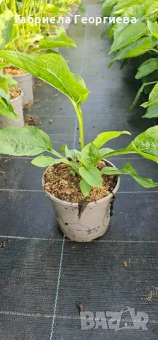 Рудбекия/ Rudbekia fulgida "Goldstrum", снимка 2 - Градински цветя и растения - 55609047