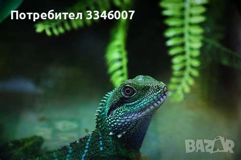 Хотел за екзотични животни, снимка 7 - Змии - 54117225