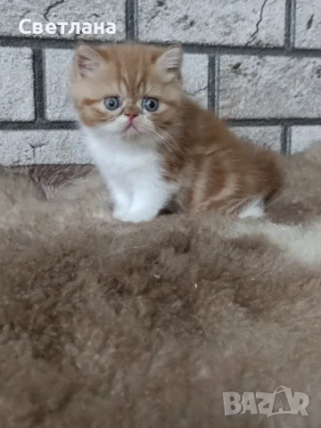 Екзотично късокосместо коте 😻, снимка 5 - Персийска - 55327112