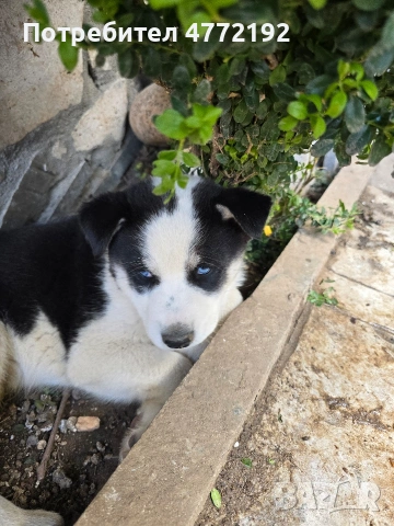 Малки Сибирски Хъскита, снимка 5 - Хъски - 53917126