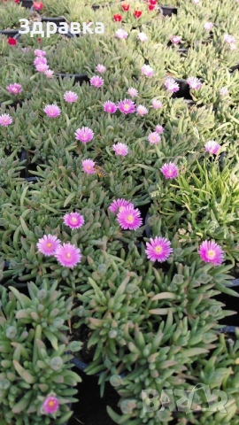 Делосперма , снимка 5 - Градински цветя и растения - 53998533