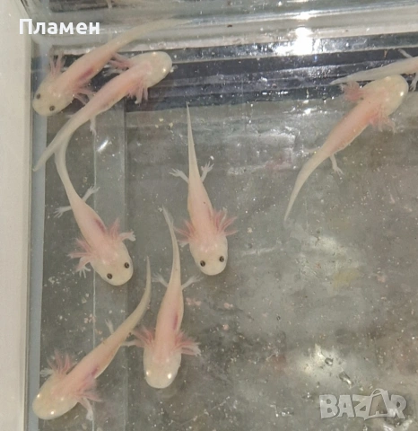 Аксолотъл Амбистома 