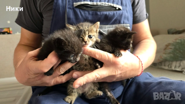 Подарявам 4 малки котенца, снимка 3 - Други - 54515086