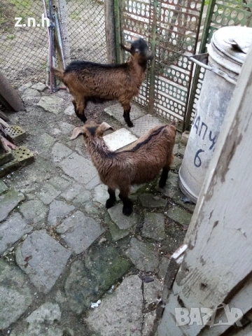 Продавам ярета