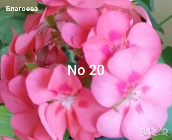 Комплект Мушкато 7 € - 5 бр 4 цвята, снимка 5 - Стайни растения - 46905641