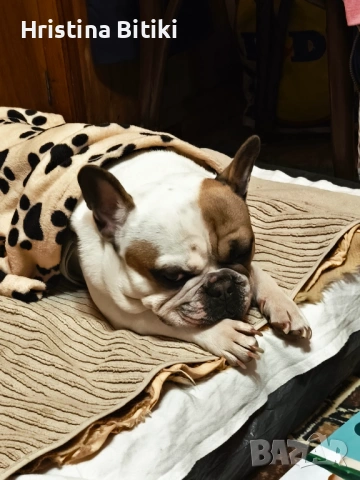 Продавам френски булдог мъжки, снимка 7 - Френски булдог - 54224947