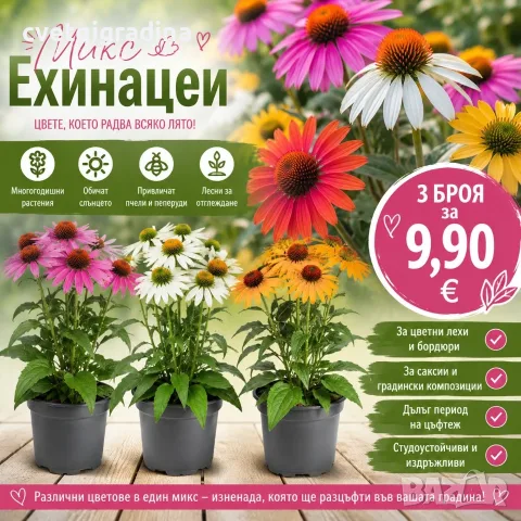 Ехинацея микс три броя