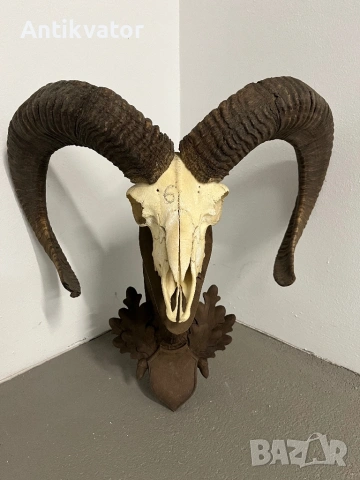 Трофеи от муфлони, снимка 7 - Декорация за дома - 54321341