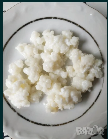 Млечна напитка кефир Тибетска кефирена гъба за кефир