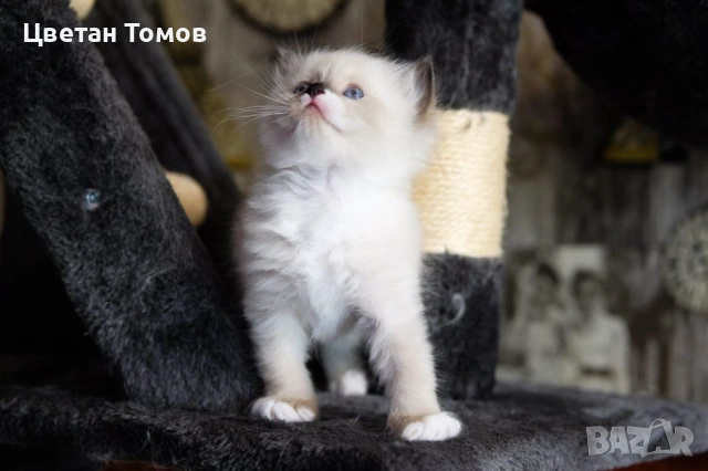 Чистокръвни котенца РАГДОЛ търсят своите любящи семейства!, снимка 2 - Други - 54919101