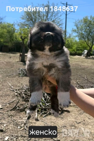 Кавказка овчарка , снимка 4 - Каракачанска овчарка - 54319304