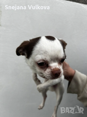 Продавам мини Чихи мамченце, снимка 3 - Чихуахуа - 54082001