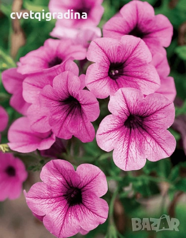 Petunia ‘Light Pink Vein’ ( Каскадна Петуния Light Pink Vein – светлорозова)