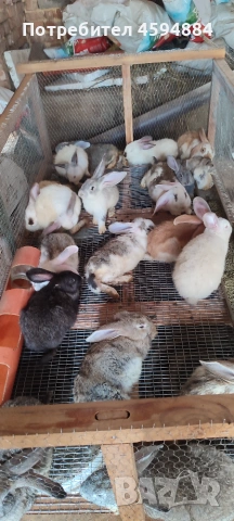 Животни за продан