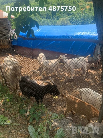 Продавам млечни кози с ярета, с. Ночево, снимка 2 - Кози - 55157889