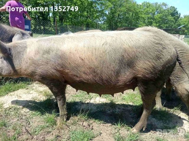 продавам заплодени прасета майки, снимка 5 - Прасета - 54568516