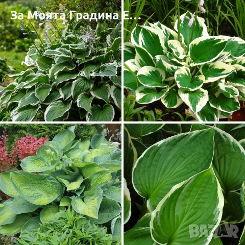 Хоста, снимка 7 - Градински цветя и растения - 54019920