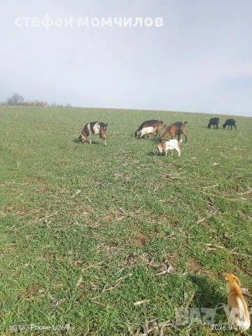 продавам , снимка 11 - Кози - 54162161