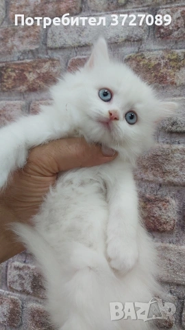 Ангорска котка, снимка 4 - Ангорски - 54727476