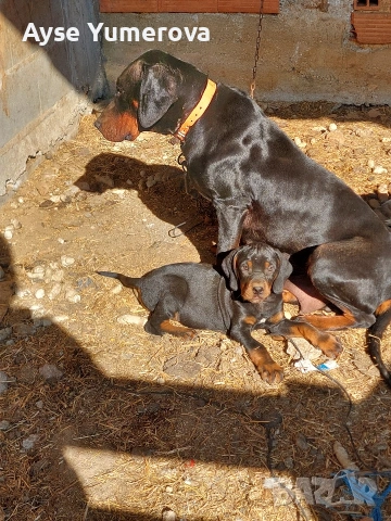 kuce gonce, снимка 4 - Немска овчарка - 54359785