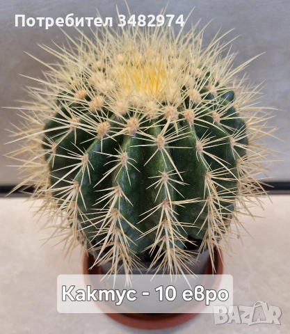 Предлагам стайни растения, снимка 11 - Стайни растения - 54893019