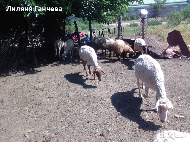 Продавам 40 овце, снимка 5 - Овце - 55085403