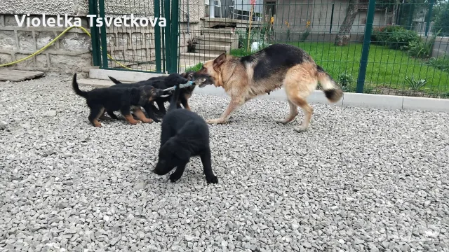 🐶 Продавам прекрасни кученца! 🐶  Търсят своя нов, любящ дом! ❤️  Малки, здрави, игриви, снимка 8 - Немска овчарка - 55397941
