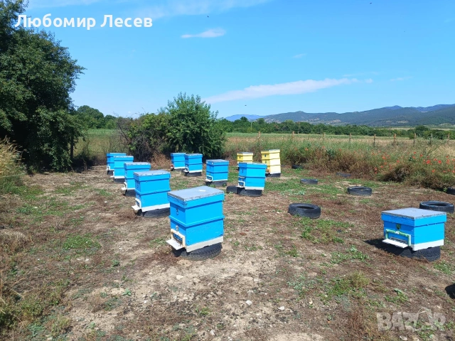 Пчелни семейства, снимка 2 - За пчели - 54969271