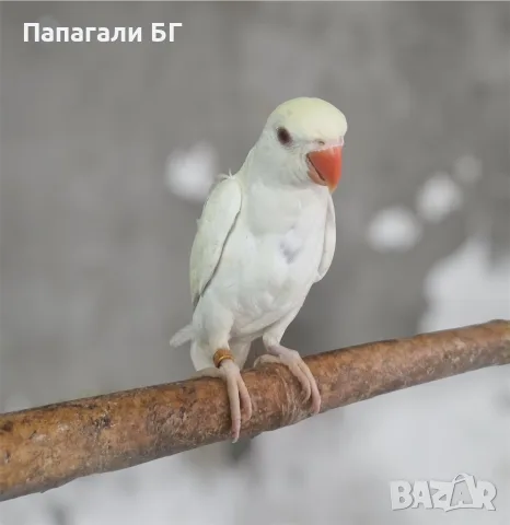 Малък Александър - ръчно хранени, снимка 3 - Папагали - 55509470