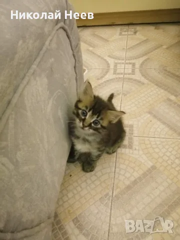 Красиви, игриви,  социални домашни котета., снимка 2 - Други - 55639014