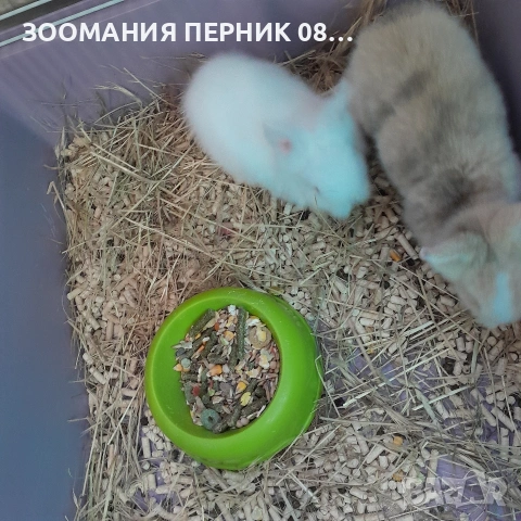 декоративни зайчета порода Лъвска 