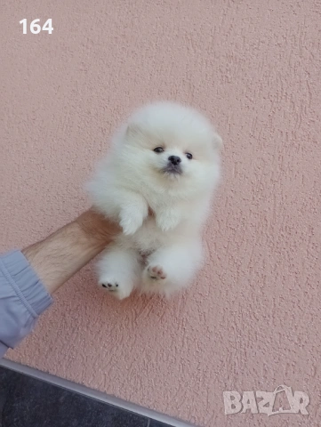 Померани. Реални снимки от 19.04.26 г. , снимка 3 - Померан - 54219294