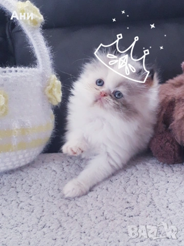 КОТЕНЦЕ МЕЧТА, снимка 3 - Чинчили - 53977441