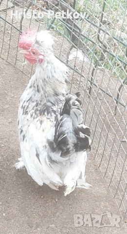 Продавам Бреговски Петрета , снимка 5 - Кокошки и пуйки - 53996885