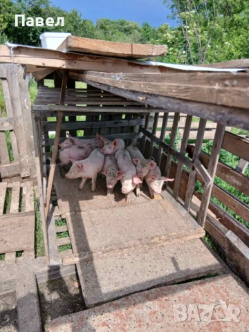 Продавам прасета , снимка 2 - Прасета - 54877483