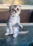 Мъжко шотландско клепоухо сребърно котенце , снимка 13