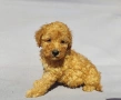 пудел / мини пудел , снимка 1