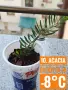 Продавам разсад от евкалипт и австралийска акация, снимка 10