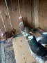 Гълъби демкежи топ качество , снимка 5
