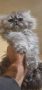 персийски котенца , снимка 6