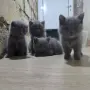 British Shorthair 61 дена, снимка 3