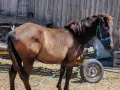 мъжко конче 10 месеца , снимка 1